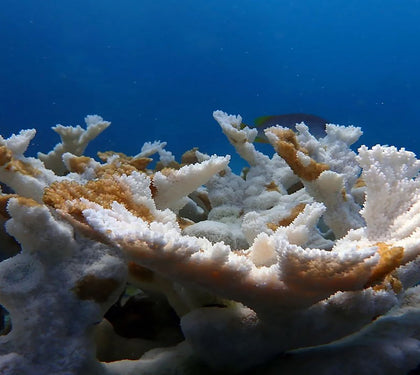 Photo of coral bleaching on our local reefs due to climate change.