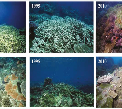 coral bleaching over several years pictured here